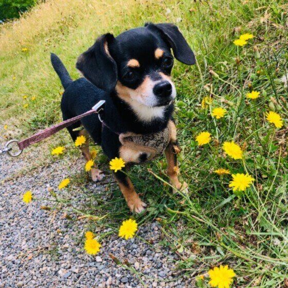 散歩する犬