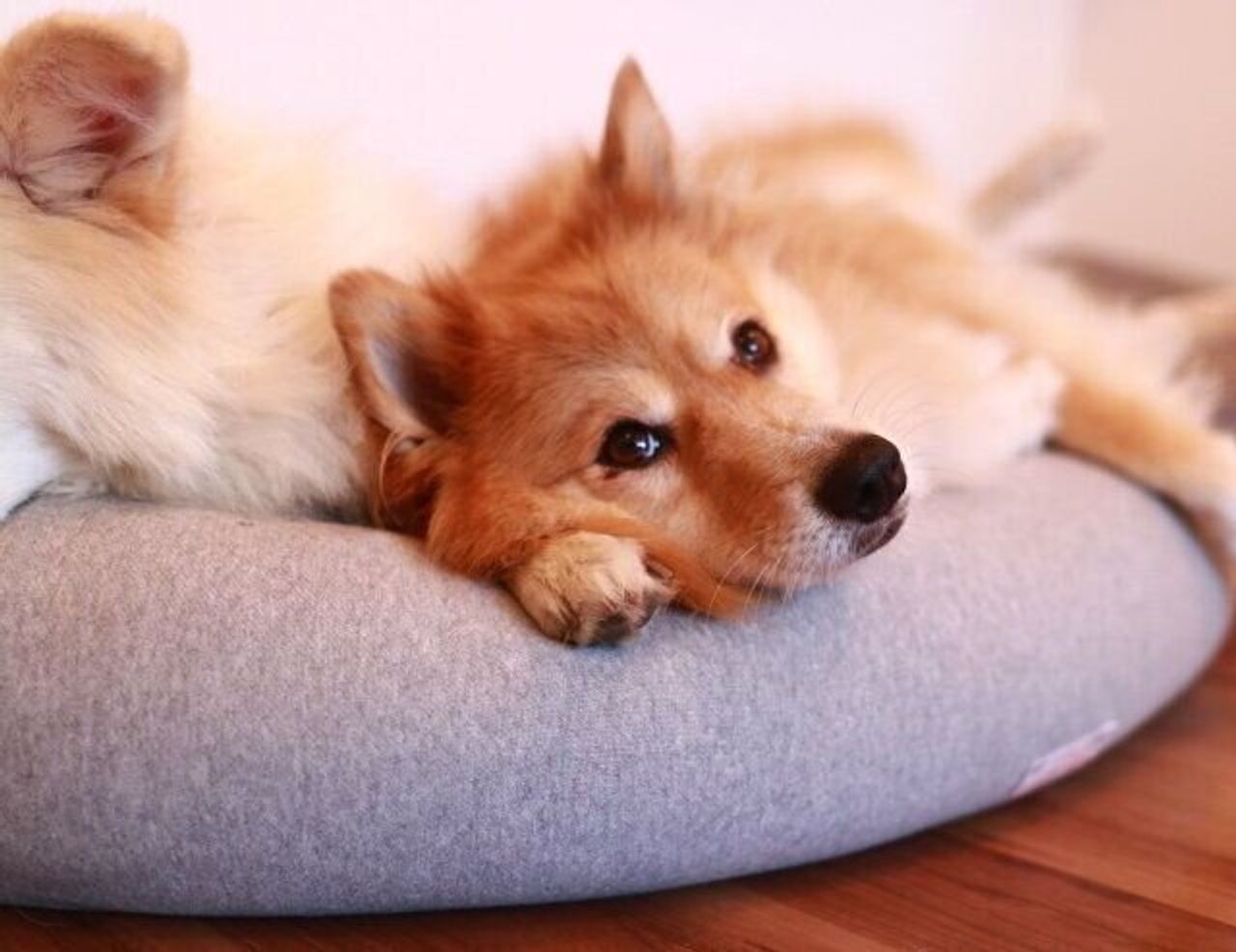 幽霊 についての疑問を真面目に考えてみる 穴澤賢の犬のはなし いぬのきもちweb Magazine 幽霊 についての疑問を真面目に考えてみる 穴澤賢の犬のはなし いぬのきもちweb Magazine