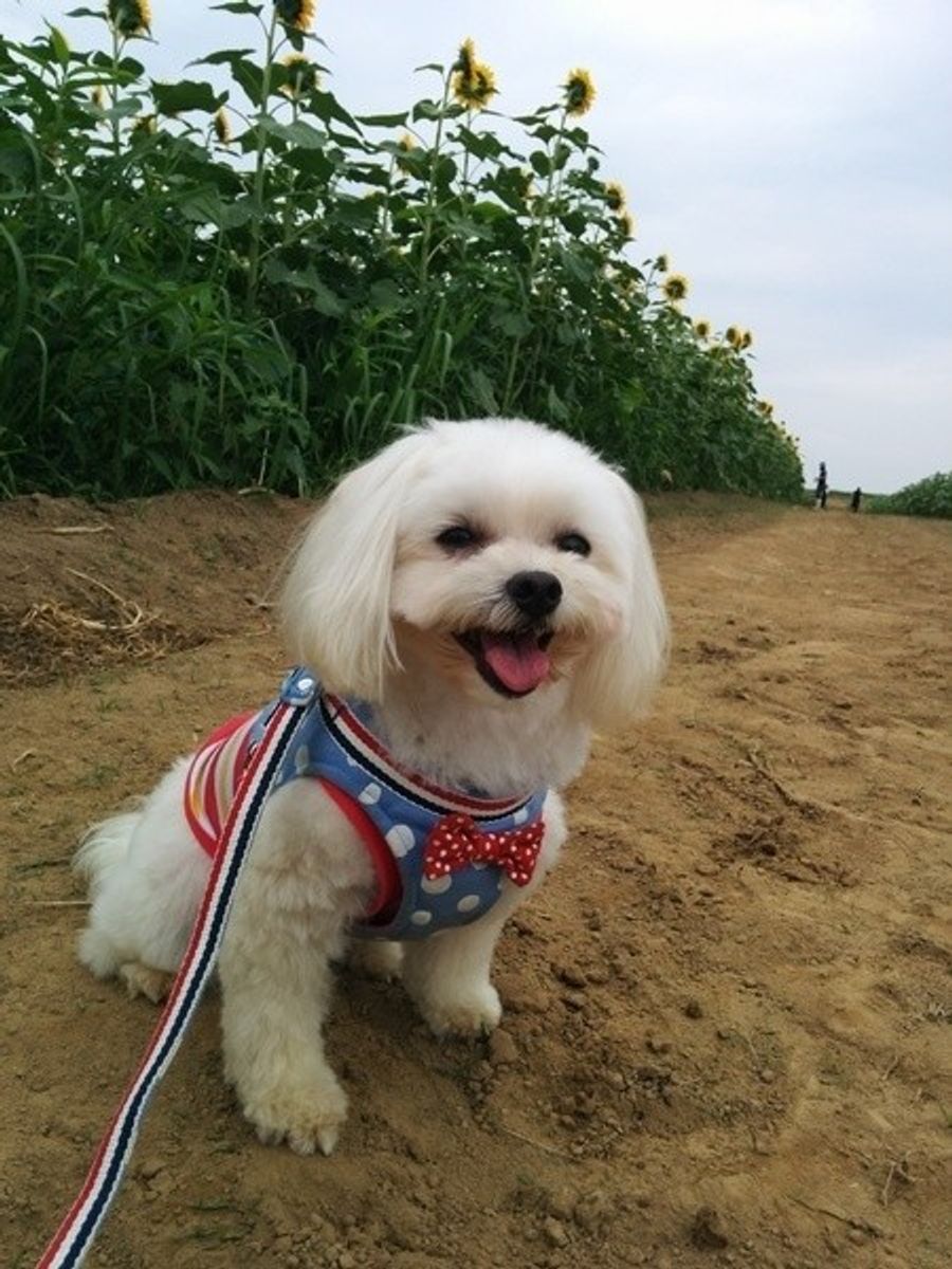 愛犬とのドライブ 成功のカギは持ち物にあり いぬのきもちweb Magazine 愛犬とのドライブ 成功のカギは持ち物にあり いぬのきもちweb Magazine