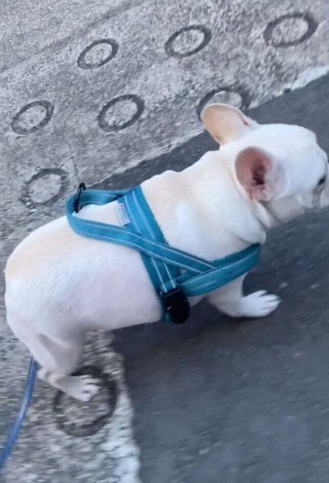 散歩中、ぱむたろうくんのお尻にリードがかかってしまう