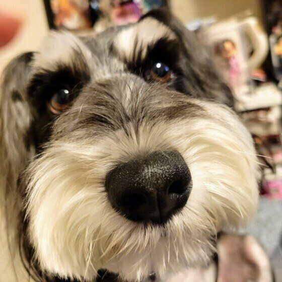 犬が自分の尻尾をぐるぐる追いかける「尾追い」の理由と対処法 いぬのきもち