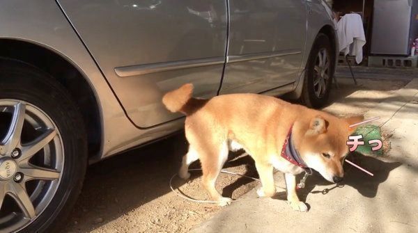 車に乗りたがる柴犬