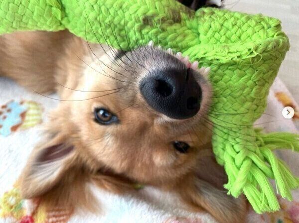 おもちゃで遊ぶ嵐丸くん