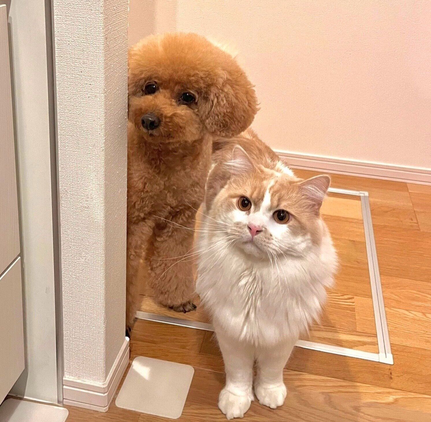 焼き芋を食べる飼い主さんを見つめるプーチンくんと猫のキキくん