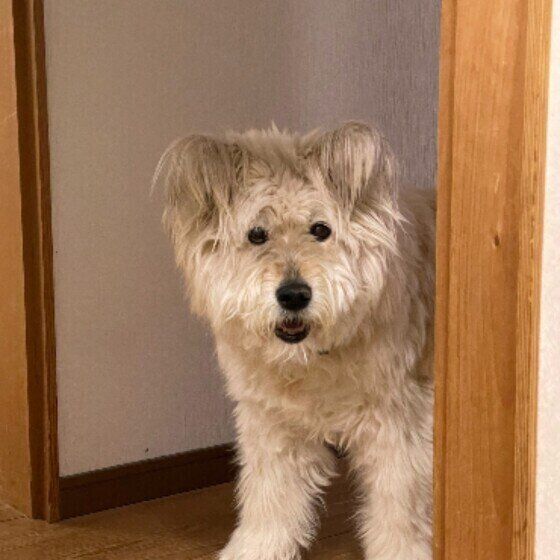 ふわふわのMix犬