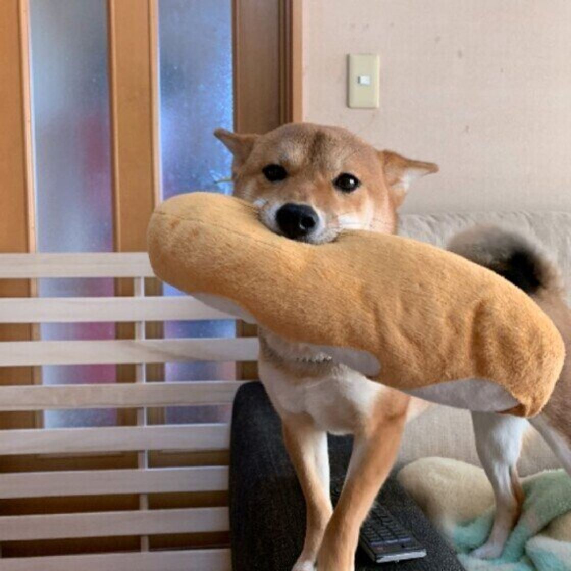 犬の 耳 を見て気持ちがわかる 感情を読み解くポイントを解説 いぬのきもちweb Magazine 犬の 耳 を見て気持ちがわかる 感情を読み解くポイントを解説 いぬのきもちweb Magazine