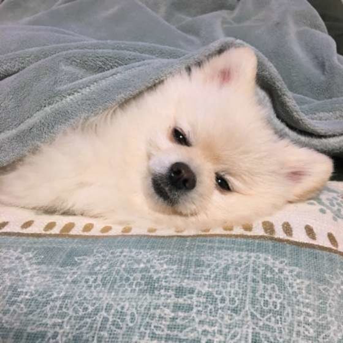 毛布 スリッパ 床をペロペロ モノをなめる犬の気持ちとは いぬのきもちweb Magazine 毛布 スリッパ 床をペロペロ モノをなめる犬の気持ちとは いぬのきもちweb Magazine