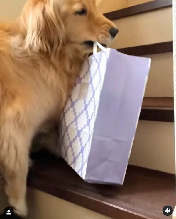 2階にお土産を運ぶコメちゃん