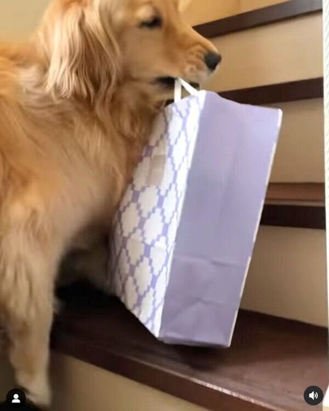 わたしが運ぶ 大きなお土産の袋をくわえて階段をのぼる犬 健気な姿に胸キュン いぬのきもちweb Magazine わたしが運ぶ 大きなお土産の袋をくわえて階段をのぼる犬 健気な姿に胸キュン いぬのきもちweb Magazine