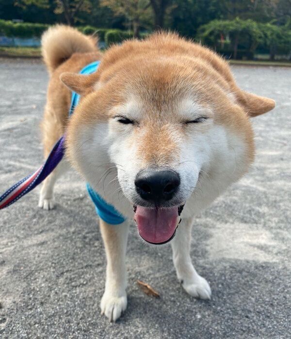 いっぱい走って満足そうなぽてとくん