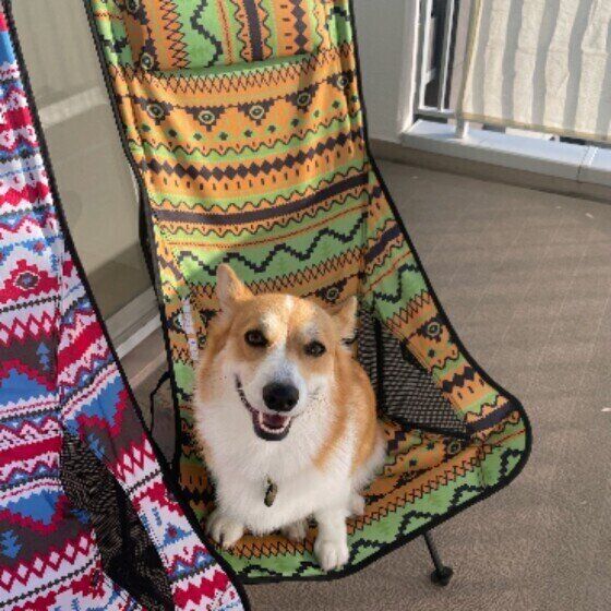 ウェルシュ・コーギー・カーディガン