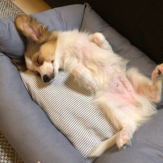 くつろぐパピヨン