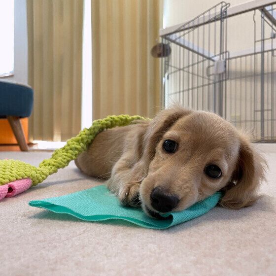 ミニチュア・ダックスフンドのシェルちゃん♪