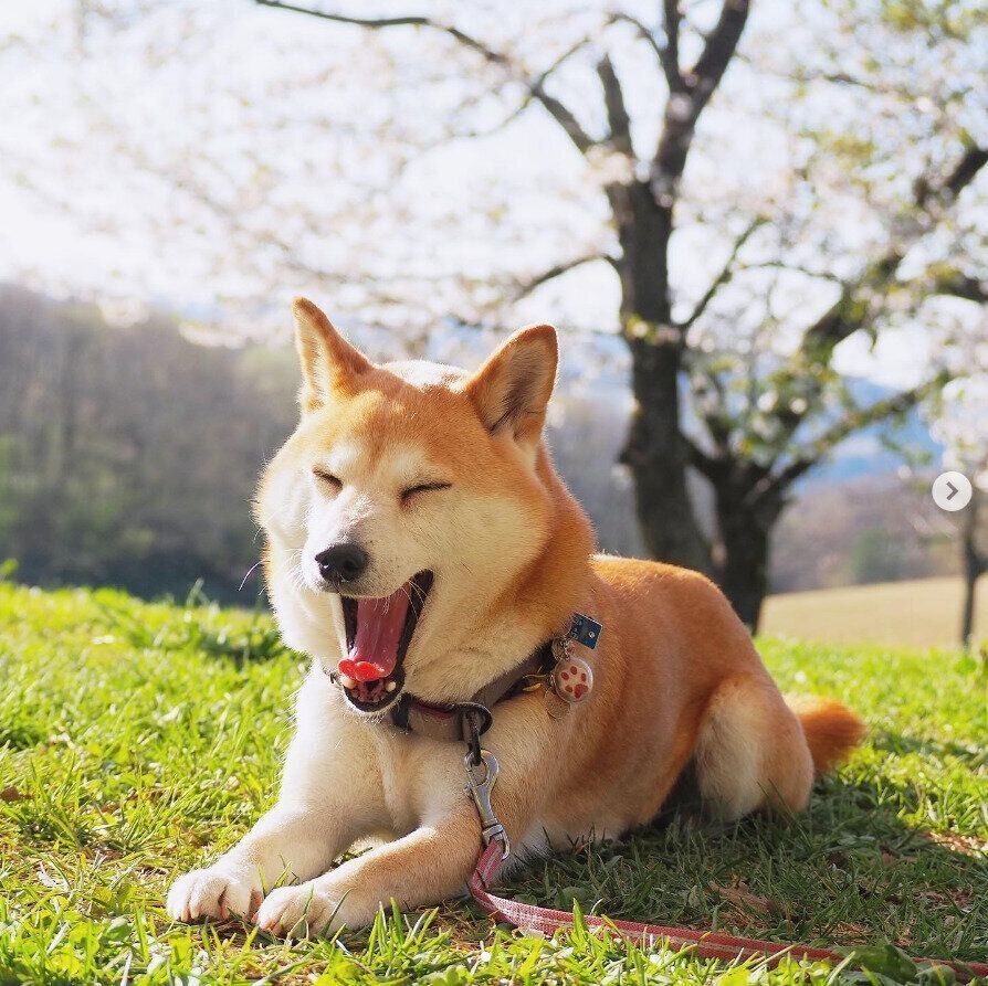 あくびをする春ちゃん