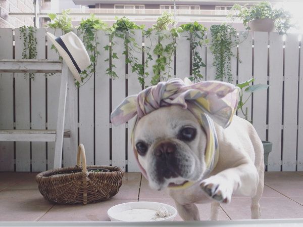 ベランダでまったりする豆福ちゃん