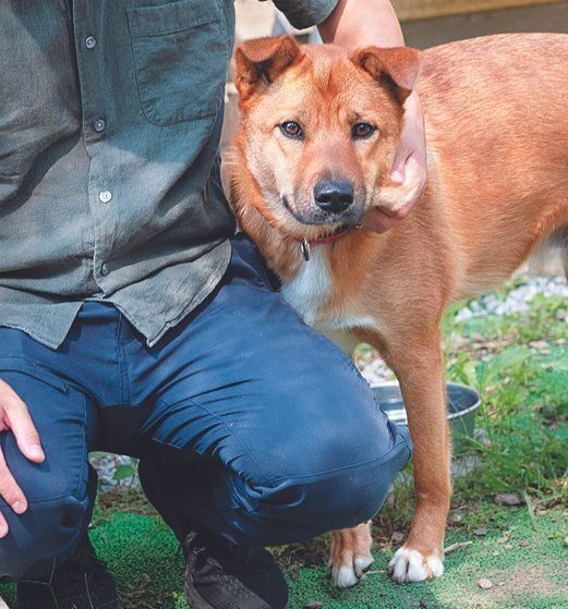 子犬時代に施設に来た元野犬の小鉄くん（２才）。超ビビリですがスタッフの庄司さんには心を開きます