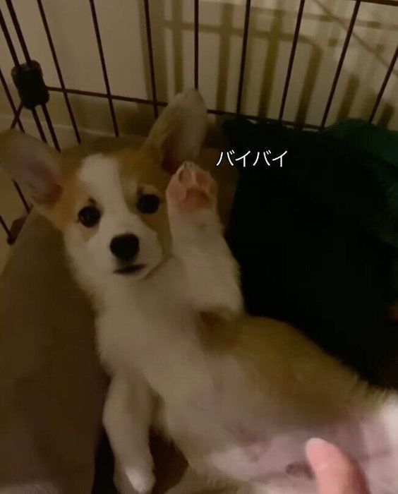 足をあげて飼い主さんに応えるトニくんのかわいさに注目!