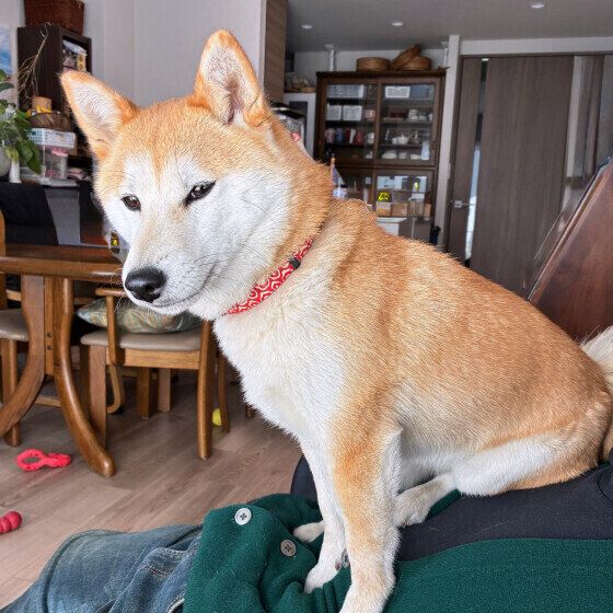 飼い主さんのお腹の上で甘える柴犬