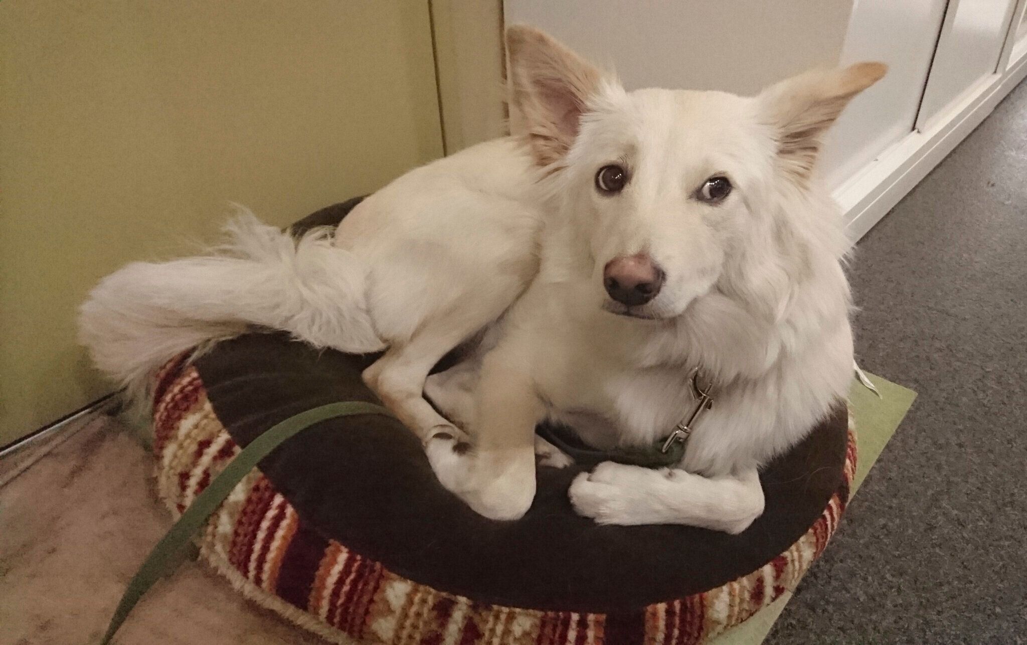 生後9カ月頃の瑞鶴ちゃん　オトナっぽくなってきた