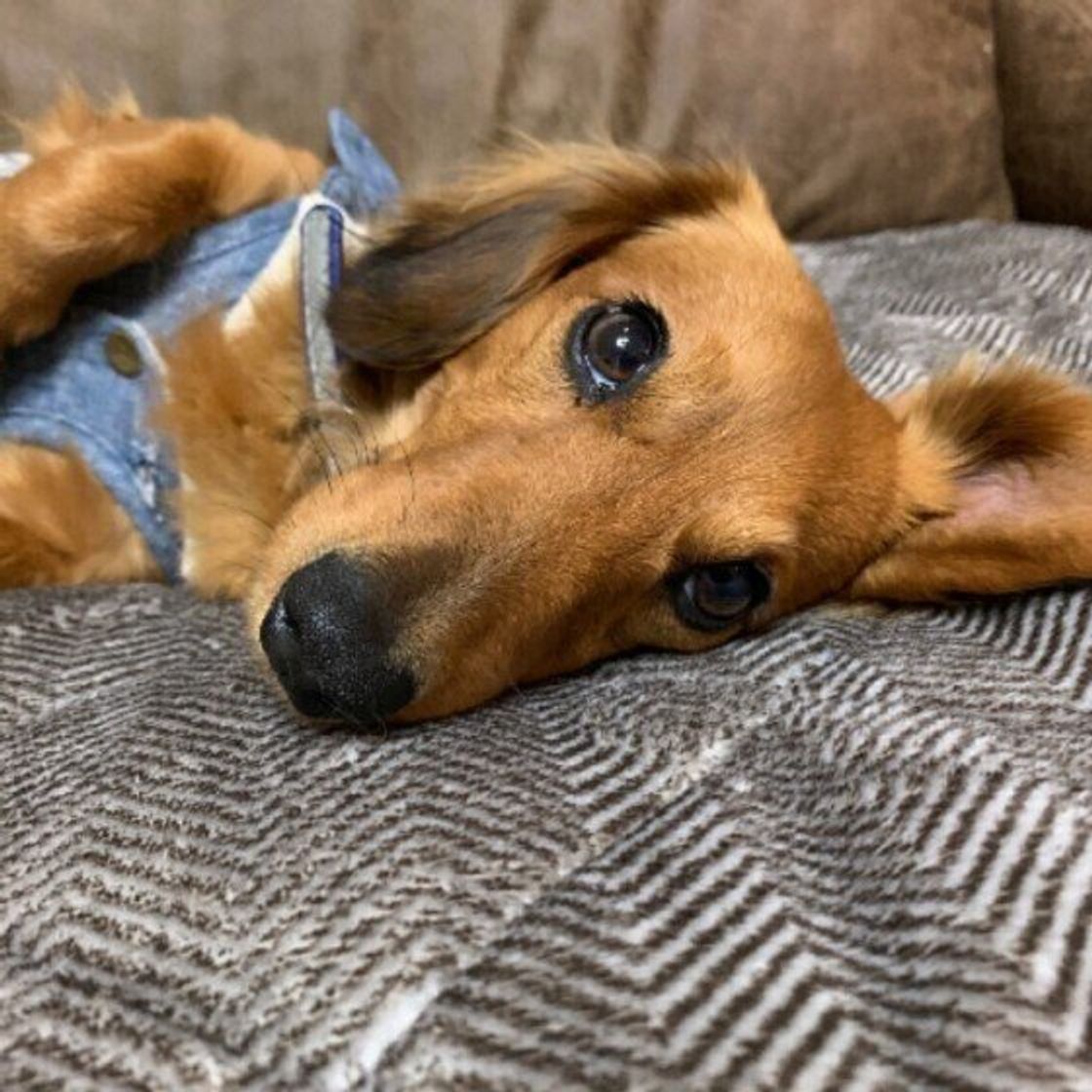 犬の不思議な行動 うちのコだけ と感じる驚きのエピソードが続々と集まった いぬのきもちweb Magazine 犬の不思議な行動 うちのコだけ と感じる驚きのエピソードが続々と集まった いぬのきもちweb Magazine