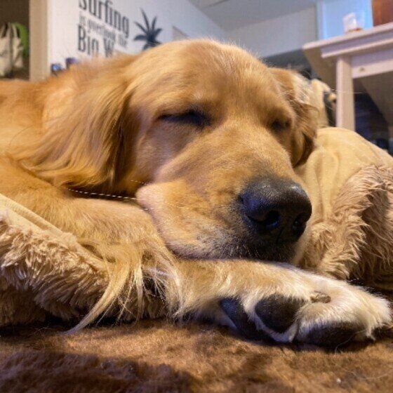 ゴールデン・レトリーバーのLeaちゃん