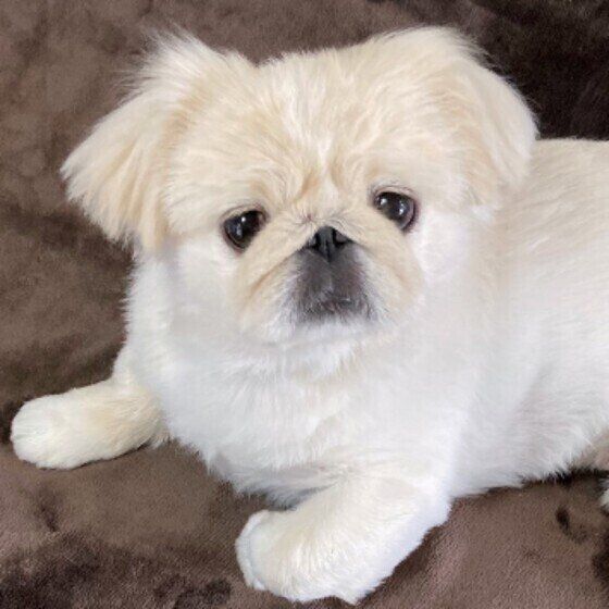 見つめるペキニーズ