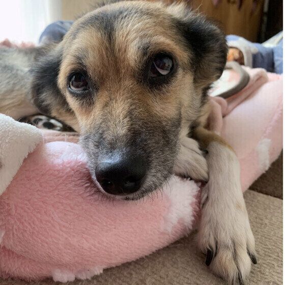 Mixのベルちゃん