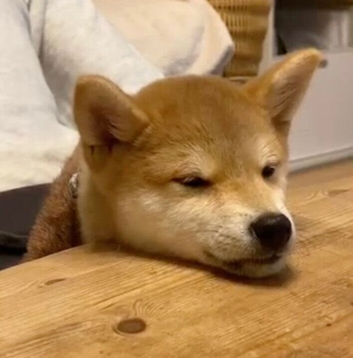 あご乗せして眠るくうちゃん