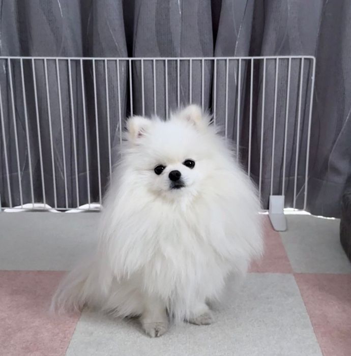 大雨でお散歩に行けないと伝えられたときのおもちちゃん