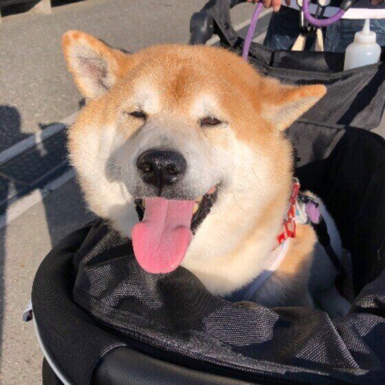 寒い時期にはお散歩に行って冬の寒さに慣れることも必要です。