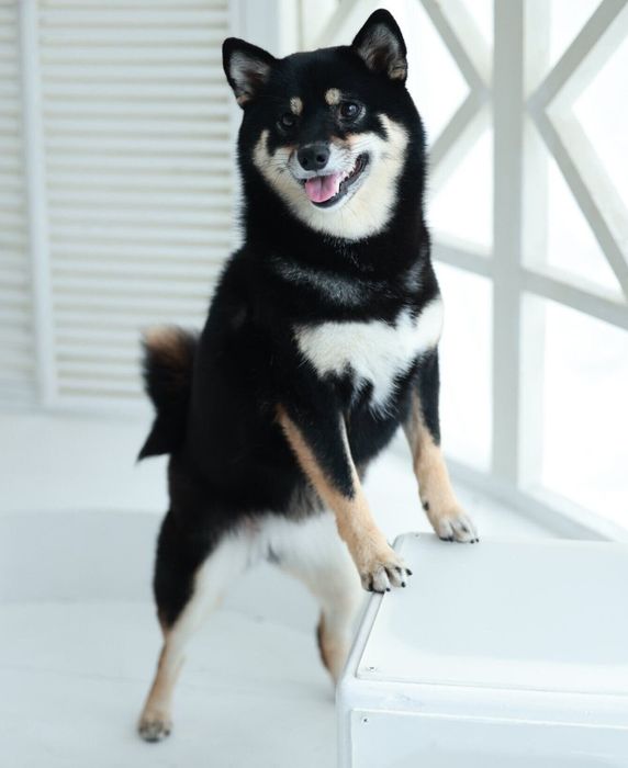 笑顔が可愛いごまだんごちゃん