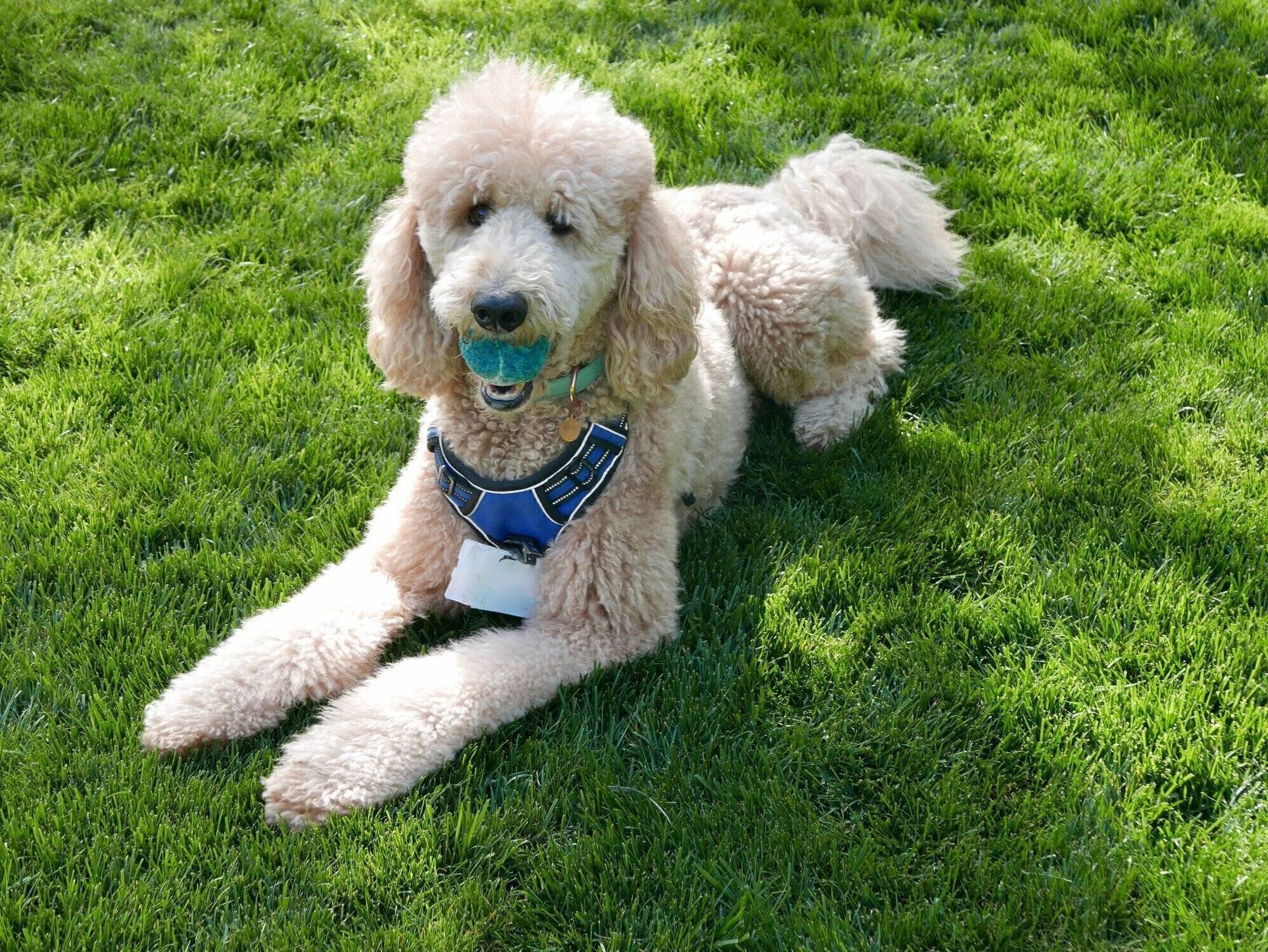 スタンダード・プードル