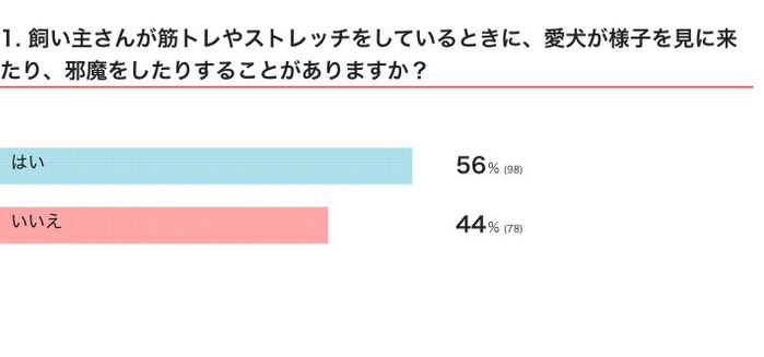 飼い主さんが筋トレやストレッチをしているときに、愛犬が様子を見に来たり、邪魔をしたりすることがある?