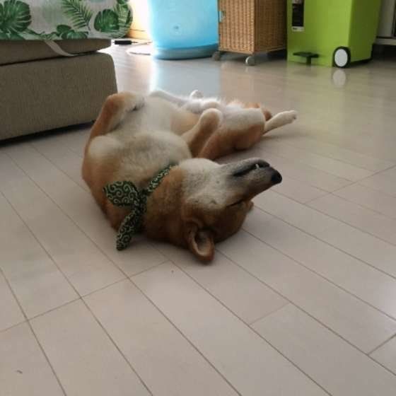 お腹を出して眠る柴