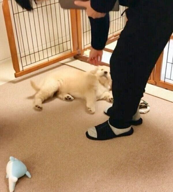 寝る時間なのに、突然スイッチが入ってしまったパピー時代のコメちゃん