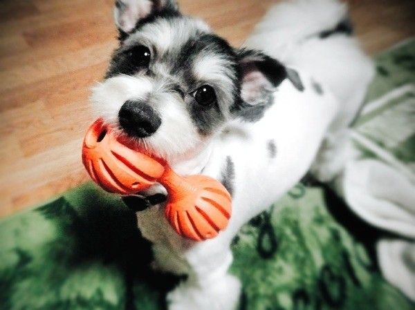 お気に入りのおもちゃで遊ぶハクくん