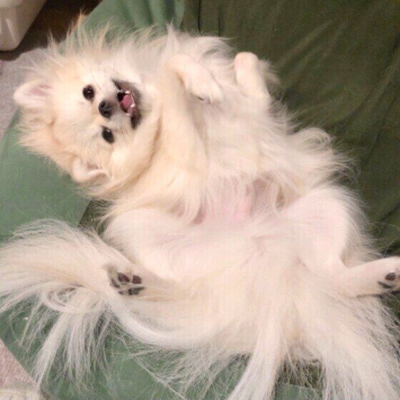 MIX小型犬の虹郎くん