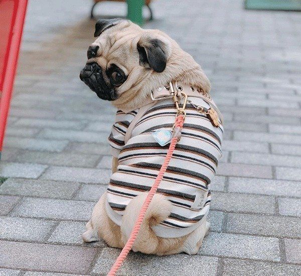 見つめるぱぐぞうくん