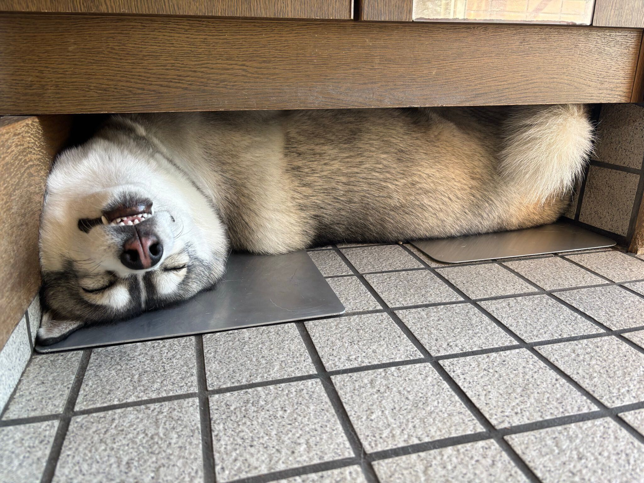 別の日の様子　とっても気持ちよさそうに眠る珀くん