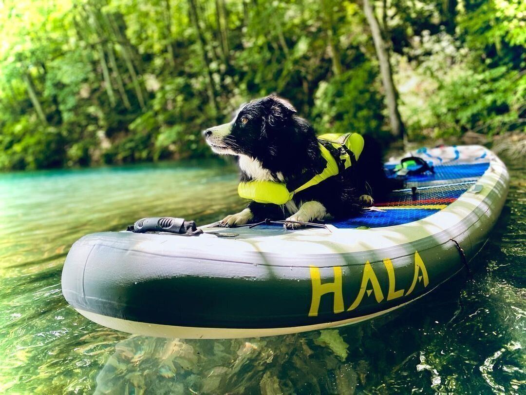 ボーダーコリーのプリッツちゃん