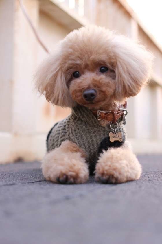 可愛いトイプー