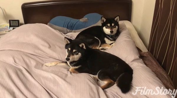 飼い主さんのベッドを占領する柴犬