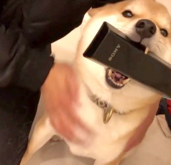 リモコンをくわえて飼い主さんを出迎えるこてつくん