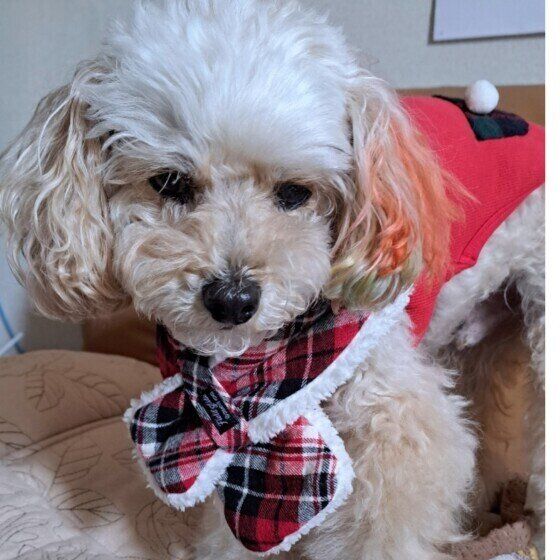 トイ・プードルのソラくん