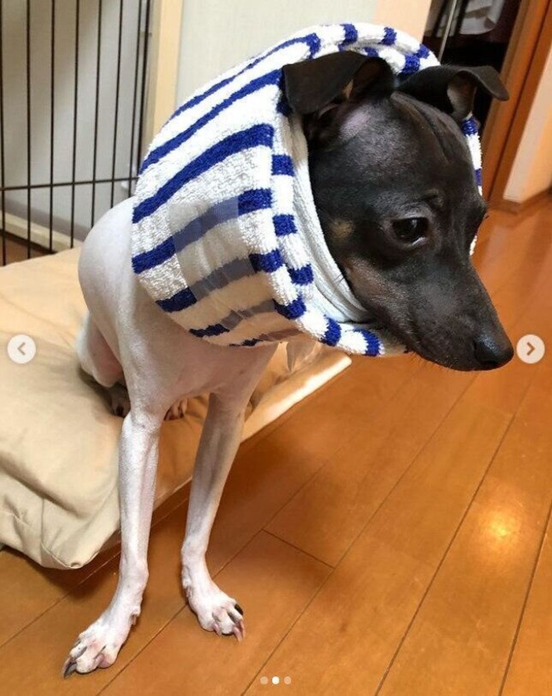 獣医師監修 犬のエリザベスカラーの選び方 手作りアイデア ストレス対策も いぬのきもちweb Magazine 獣医師監修 犬のエリザベスカラーの選び方 手作りアイデア ストレス対策も いぬのきもちweb Magazine