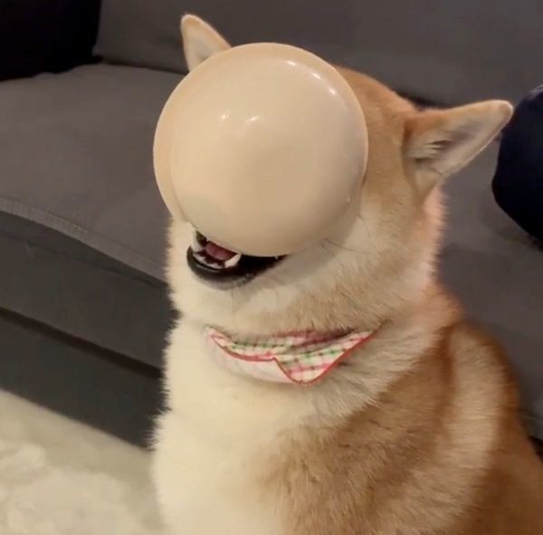 柴犬の味噌ちゃん