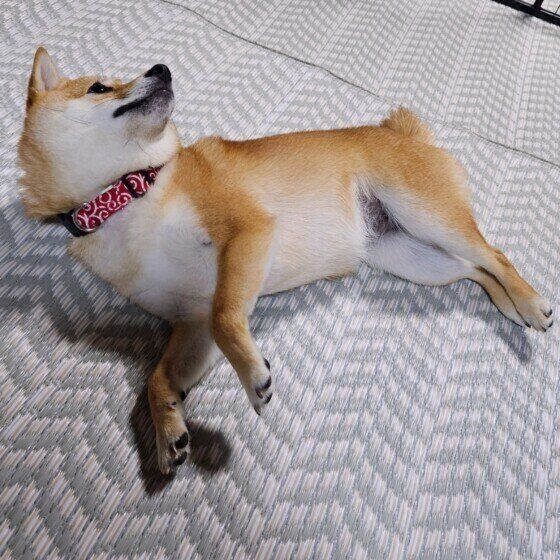 塩対応なお出迎えをする柴犬