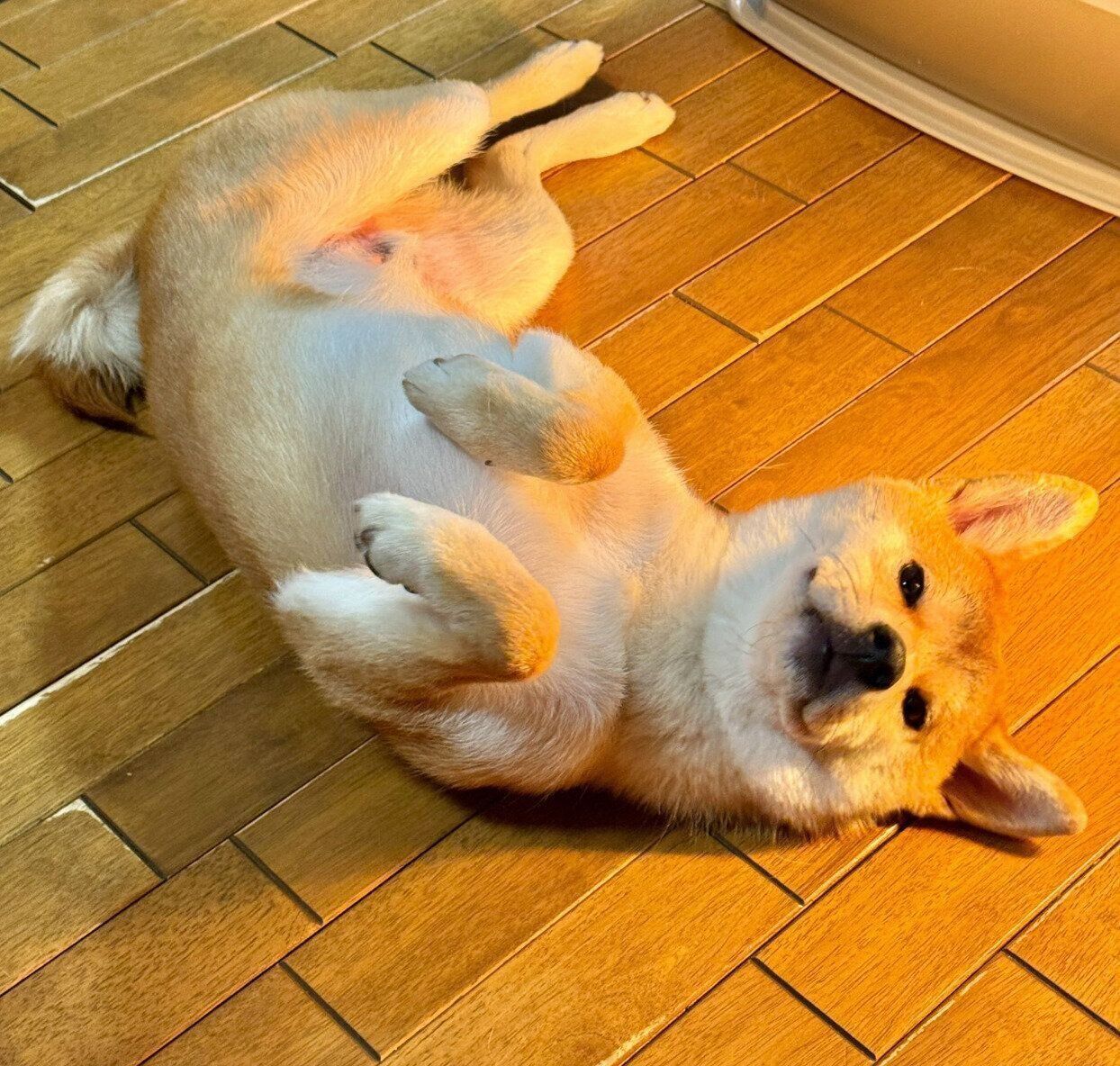 ヘソ天するいぶきちゃん