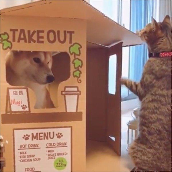 店が壊されちゃった柴犬