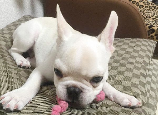 遊ぶフレンチ・ブルドッグ